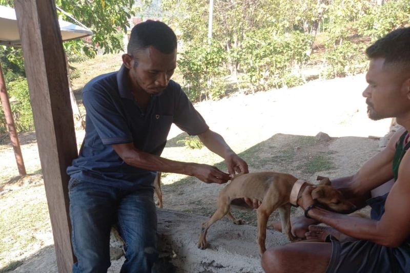 Persentase Vaksinasi Rabies di Nagekeo Capai 91,68 Persen