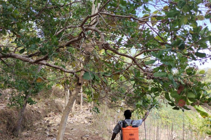 Penyuluh pertanian Kapanewon Karangmojo, Kabupaten Gunungkidul, DIY, melaksanakan gerakan pengendalian organisme pengganggu tumbuhan tanaman mete. (ANTARA/HO-Dokumen pribadi Raharjo Yuwono)