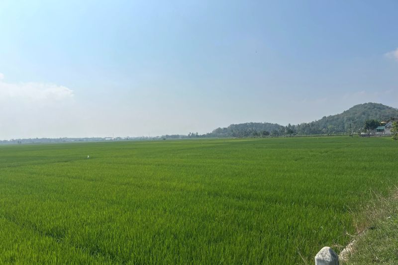 Kenaikan Harga Gabah Kering Giling di Lampung Capai 8,18 Persen