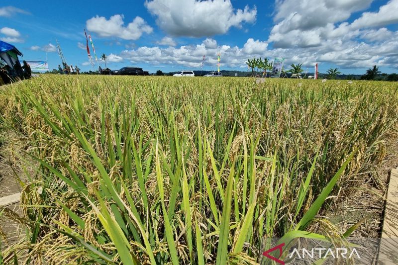 Kondisi sawah di Distrik Prafi, Kabupaten Manokwari, Provinsi Papua Barat. ANTARA/Fransiskus Salu Weking