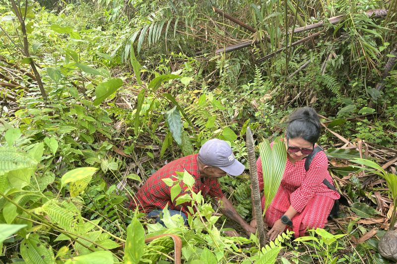 Masyarakat Rutong Tanam Pohon Sagu dan Kelapa untuk Ekonomi dan Lingkungan