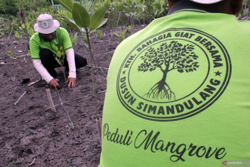 Ilustrasi: Sejumlah petani menanam mangrove di kawasan mangrove Desa Simandulang, Kecamatan Kualuh Leidong, Kabupaten Labuhanbatu Utara, Sumatera Utara.ANTARA FOTO/Yudi/foc.