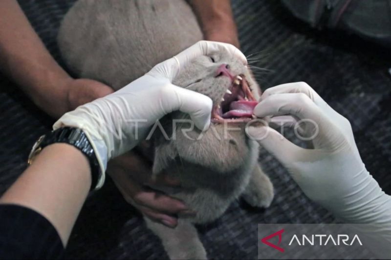 Kaltim Siapkan Kader Siaga Rabies untuk Lindungi Masyarakat