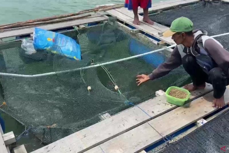 Soerang warga Kota Batam yang melakukan budidaya ikan (ANTARA/Jessica)
