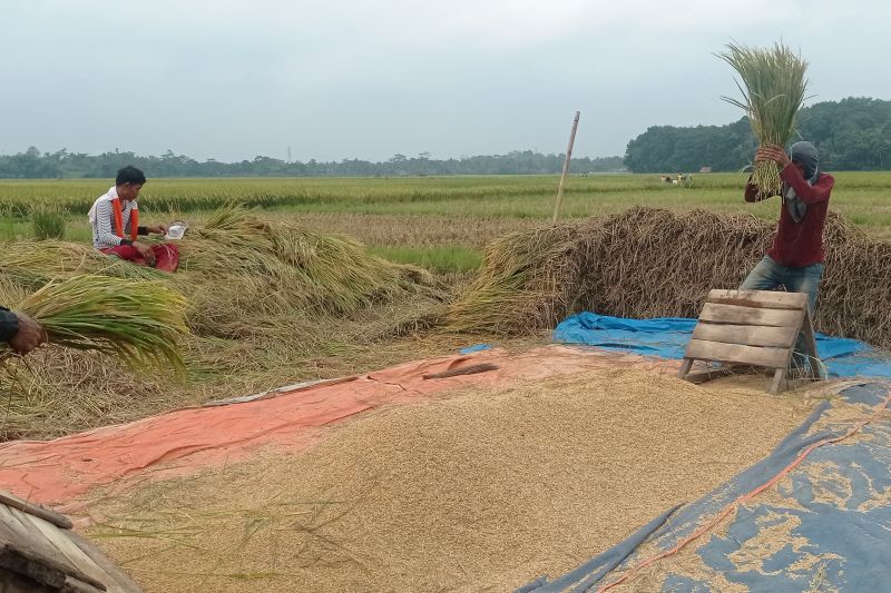 Panen Padi Lebak September 2024, Tanpa Gagal Panen dan Meningkatkan Ekonomi Petani