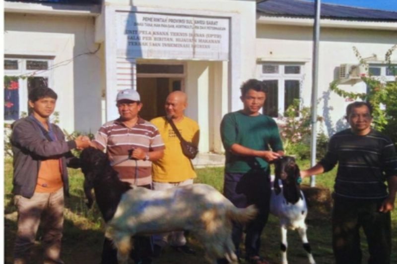 Bantuan Kambing Peranakan Etawa Dukung Peternakan Sulbar