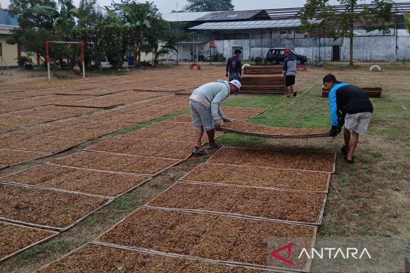 Petani tembakau di Temanggung, Jawa Tengah, menjemur tembakau. ANTARA/Heru Suyitno