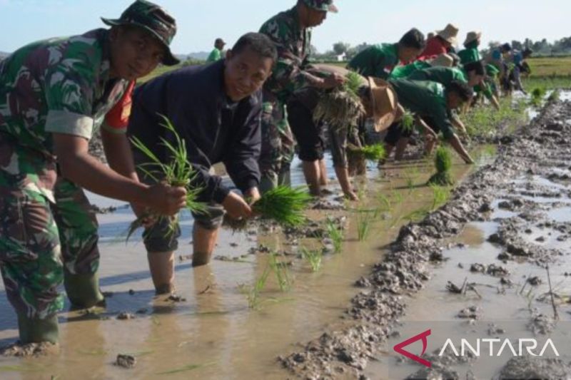Kodim Sumenep Dukung Perluasan Areal Tanam Padi untuk Ketahanan Pangan