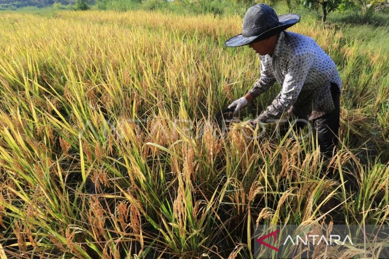 Arsip - Petani memotong padi saat panen di persawahan Desa Gampong Cot, Aceh Barat, Aceh, Rabu (3/5/2023). (ANTARA FOTO/Syifa Yulinnas)