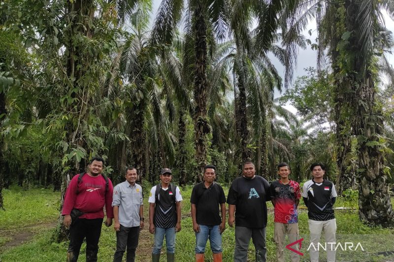 Petugas Dinas Pertanian Kabupaten Mukomuko mengecek sawit yang diusulkan mendapat program peremajaan sawit rakyat dari BPDPKS, Rabu (4/9/2024) ANTARA/Ferri.