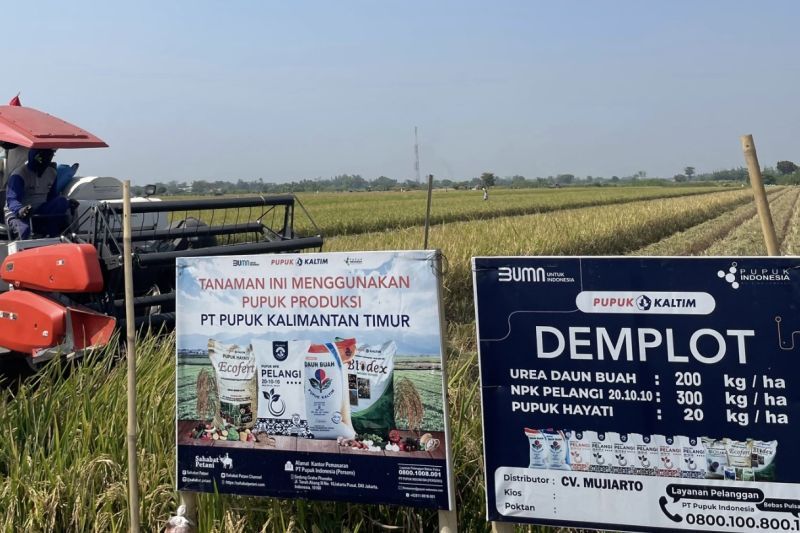 Pupuk Kaltim Tingkatkan Hasil Padi Petani Jombang Hingga 9,2 Ton