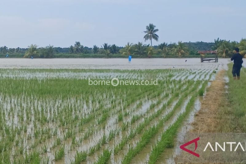 Seorang warga mengecek sawahnya yang terendam banjir di Desa Sausu Peore, kabupaten Parigi Moutong, Selasa (3/9/2024). ANTARA/Moh Ridwan