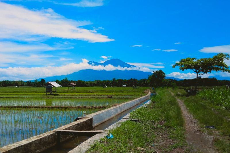 Salah satu lahan persawahan di Kinali Kabupaten Pasaman Barat. Sata ini produksi padi delapan bulan terakhir Januari-Agustus 2024 mencapai 58.415 ton. Antara/Altas Maulana.