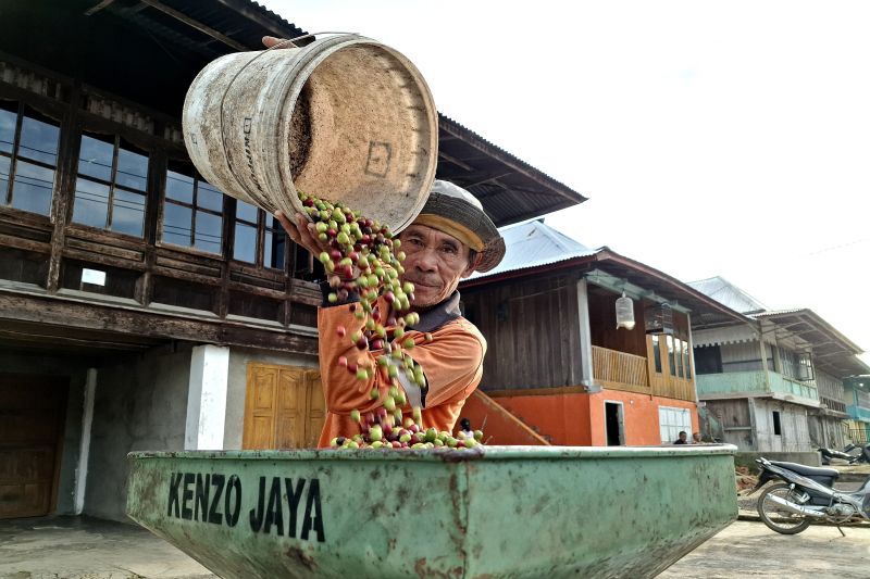 Petani kopi di Kabupaten Lampung Barat tengah melakukan pemilahan biji kopi dengan kulit kopi menggunakan mesin pencacah. ANTARA/Ruth Intan Sozometa Kanafi.
