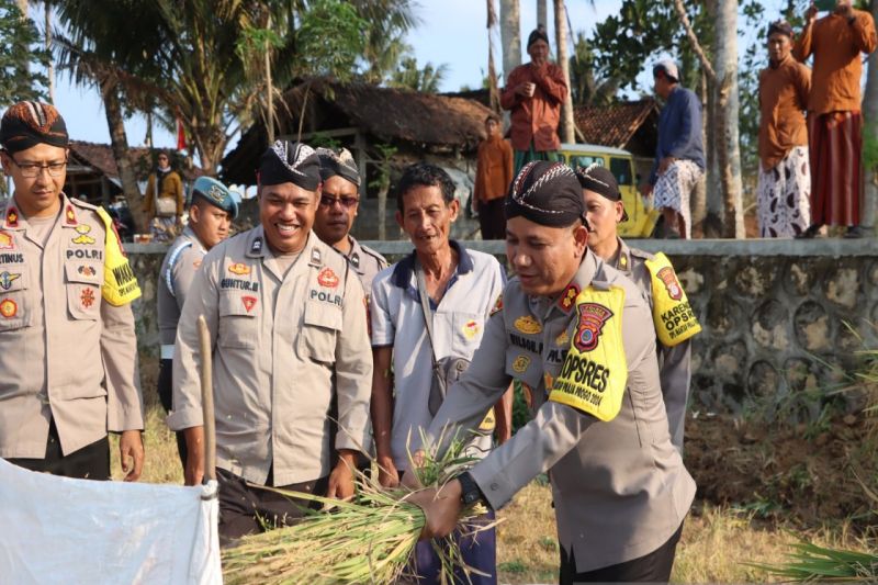 Kapolres Kulon Progo Panen Padi di Lahan Baru 9,6 Hektare
