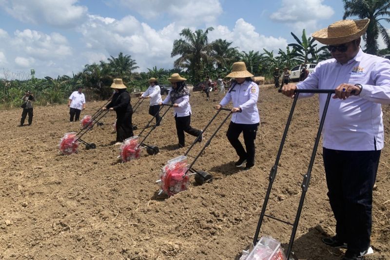 Kotim Mulai Penanaman Jagung 390 Hektare untuk Pabrik Pakan