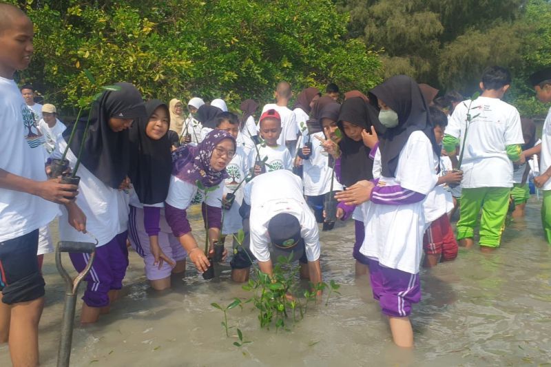 PMI dan Korean Red Cross Tanam 2.000 Mangrove di Pulau Tidung Kecil