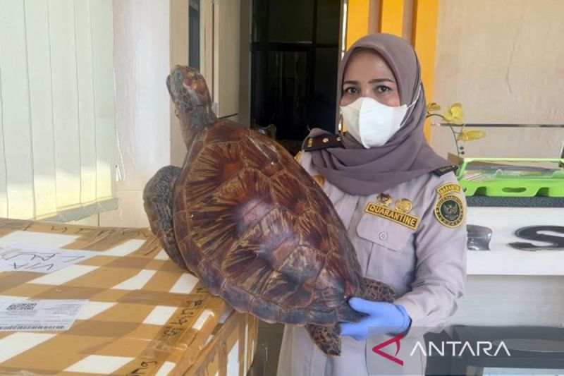 Petugas Karantina Kalsel berhasil gagalkan pengiriman Penyu, yang merupakan bagian dari satwa dilindungi, di PT. Angkasa Pura Logistik Banjarbaru, Kalimantan Selatan, Selasa (3/9/2024) (ANTARA/ HO Karantina Kalsel)