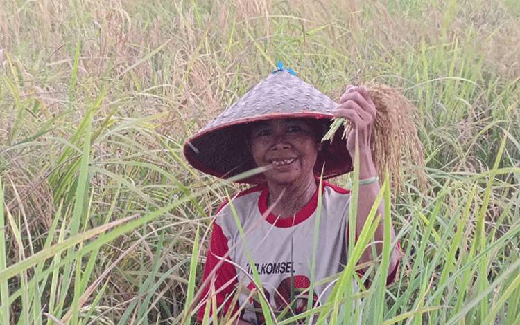 Sawah di Tengah Kota Pulang Pisau Dikelola Petani Secara Tradisional