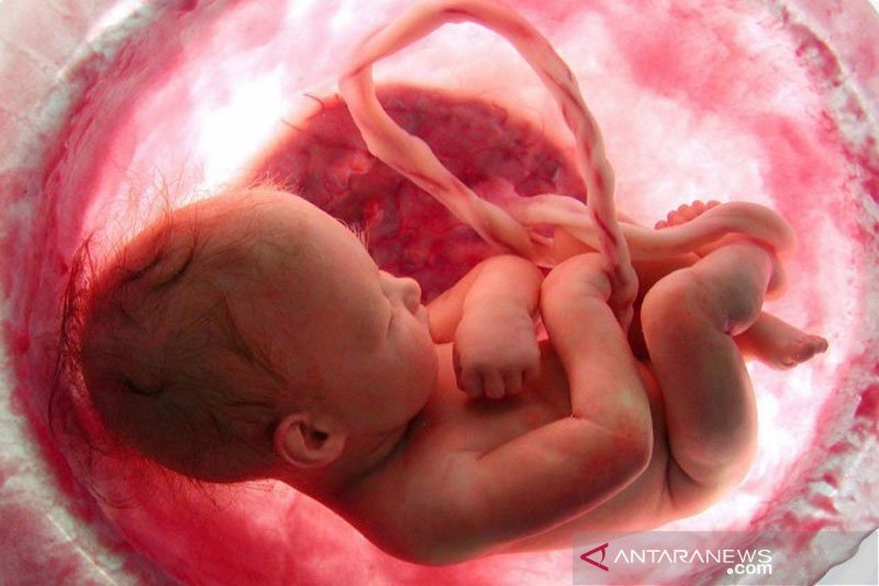 Cegah Risiko Gangguan Jantung Janin di Trimester Pertama Kehamilan