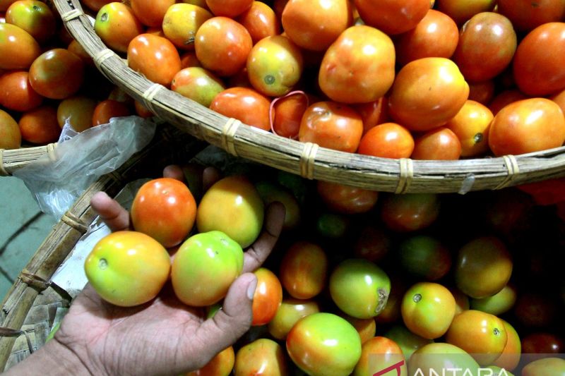 Deflasi Gorontalo Dipicu Tomat dan Kenaikan Harga Kelompok Tertentu