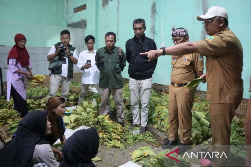 Pelatihan Budidaya Tembakau di Kuningan Dorong Regenerasi Petani