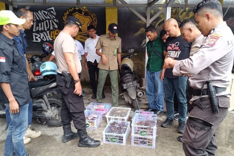 BKSDA Maluku Amankan Puluhan Satwa Liar Dilindungi di Pelabuhan
