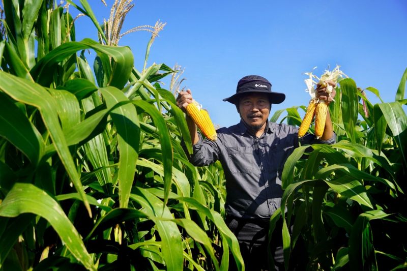 Universitas Brawijaya Kembangkan Benih Jagung Hibrida untuk Pakan Ternak