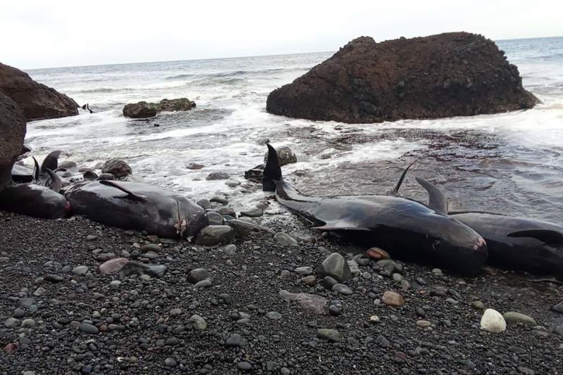 Sejumlah ekor mamalia paus terdampar di pesisir pantai di Kabupaten Alor. ANTARA/Ho-warga.