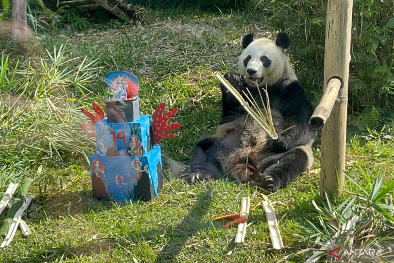 Perayaan HUT Ke-14 Hu Chun, Panda Raksasa di Taman Safari Bogor