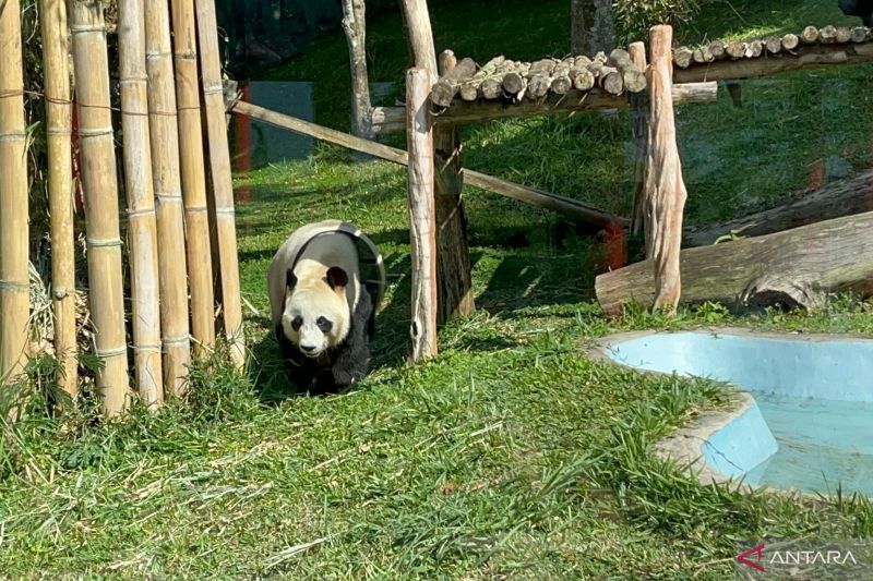 Taman Safari Bogor Lakukan Upaya Ketiga Kawin Panda Raksasa