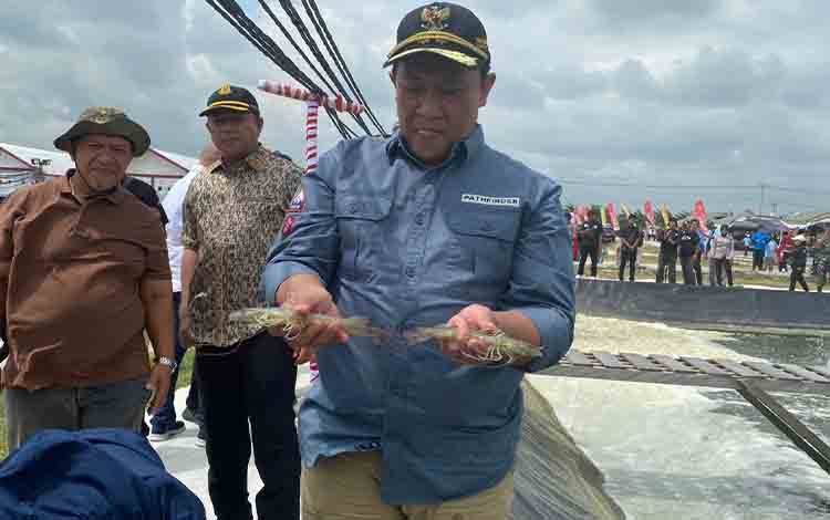 Wagub Kalteng Panen Perdana Udang Vaname di Shrimp Estate BERKAH Desa Sei Raja