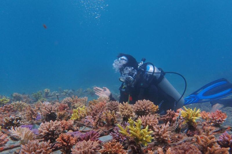 PLN Indonesia Power Perbaiki Terumbu Karang di Taman Laut Pandanan