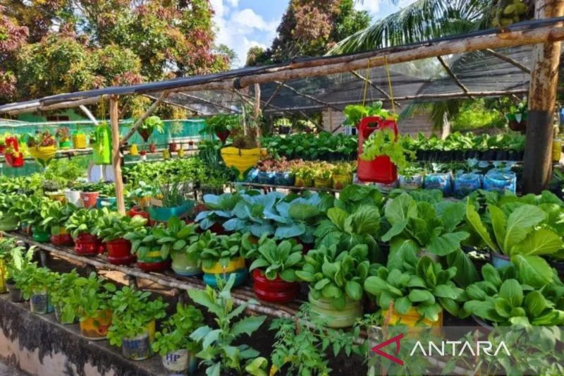 Pemerintah Belitung Timur Galakkan Program Gemar Menanam di Pekarangan
