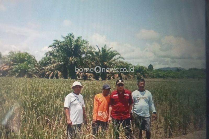 Pemkab Pasaman Barat Ajukan Bantuan untuk Petani Gagal Panen