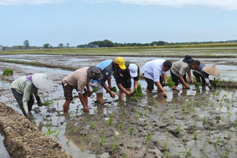 Kementan meninjau Kelompok Tani (Poktan) Sinar Harapan 1 Desa Asembagus yang melakukan tanam padi di areal lahan pertaniannya, Minggu (8/9/2024). ANTARA/HO-Diskominfo Kabupaten Probolinggo