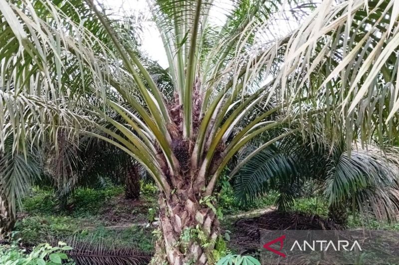 Kontribusi Kebun Sawit Kaltim dalam Penurunan Emisi GRK