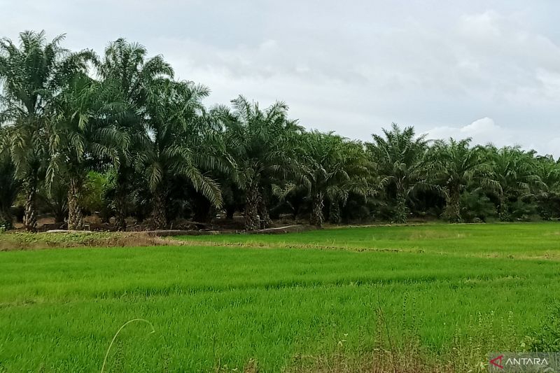 Upaya Dinas Pertanian Tingkatkan Produksi Padi di Penajam Paser Utara
