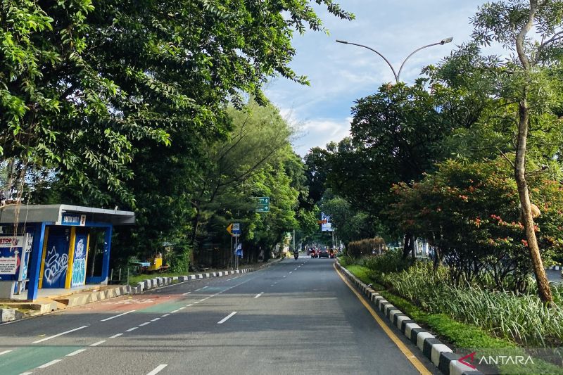 Langkah Disperumkim Antisipasi Pohon Tumbang Saat Hujan Deras