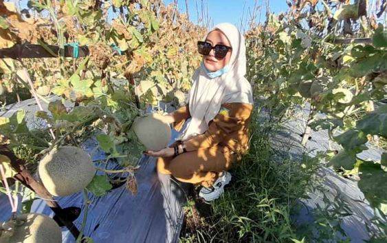 Lurah Kalampangan Tinjau Panen Melon di Misik Agrowisata, Dorong Pengembangan Produk Turunan