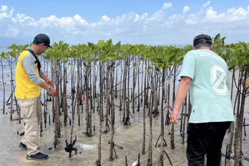 Pegawai Dinas Kelautan dan Perikanan Provinsi Kalimantan Selatan meninjau perkembangan mangrove di Desa Tanjung Pangga, Kelumpang Selatan, Kabupaten Kotabaru, beberapa waktu lalu. (ANTARA/HO-Pemprov Kalsel)