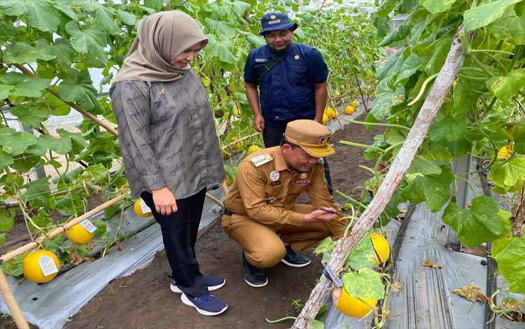 Pejabat Bupati Sukamara, Rendy Lesmana panen melon di Demplot Taman Permata Sukma, Selasa, 10 September 2024. (FOTO: NORHASANAH)