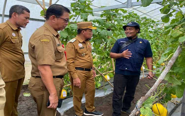 Pejabat Bupati Sukamara, Rendy Lesmana panen melon di Demplot Taman Permata Sukma, Selasa, 10 September 2024. (FOTO:NORHASANAH)