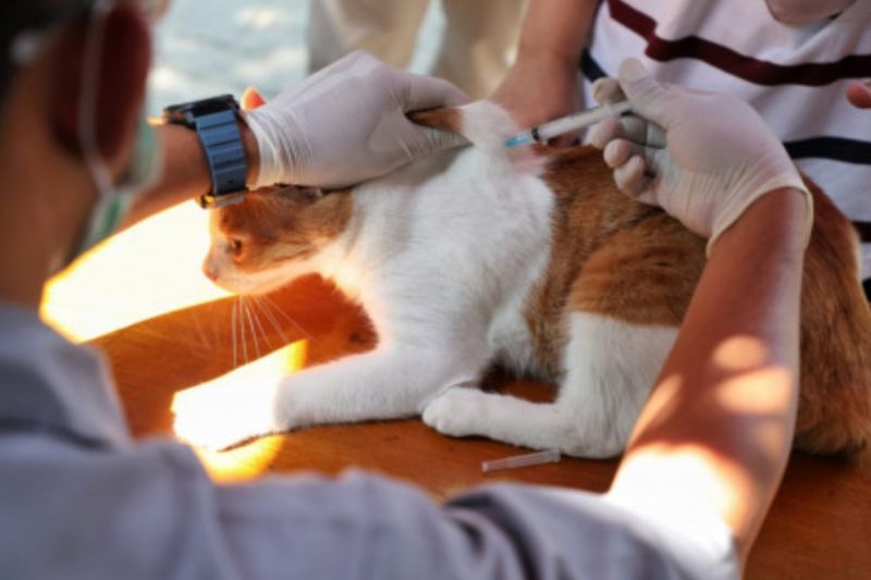 KPKP DKI Targetkan Vaksinasi Rabies 46.267 Hewan di 2024