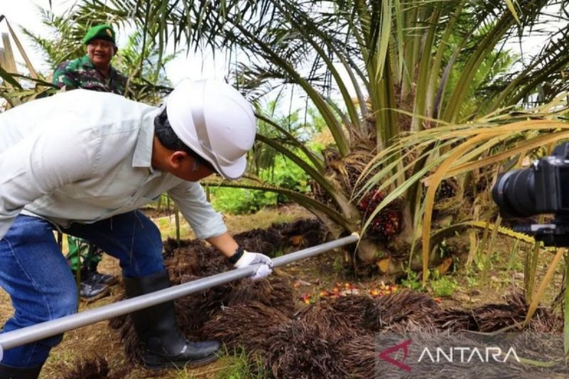Harga TBS Sawit di Riau Turun Menjadi Rp3.119,61 per Kilogram