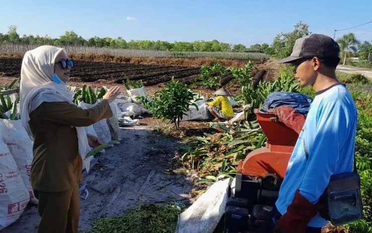 Lurah Kalampangan Dorong Pemanfaatan Limbah Pohon Buah Naga