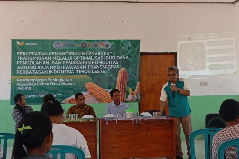 Pengembangan Jagung Raja R7 di Malaka, Tingkatkan Kemandirian Pangan