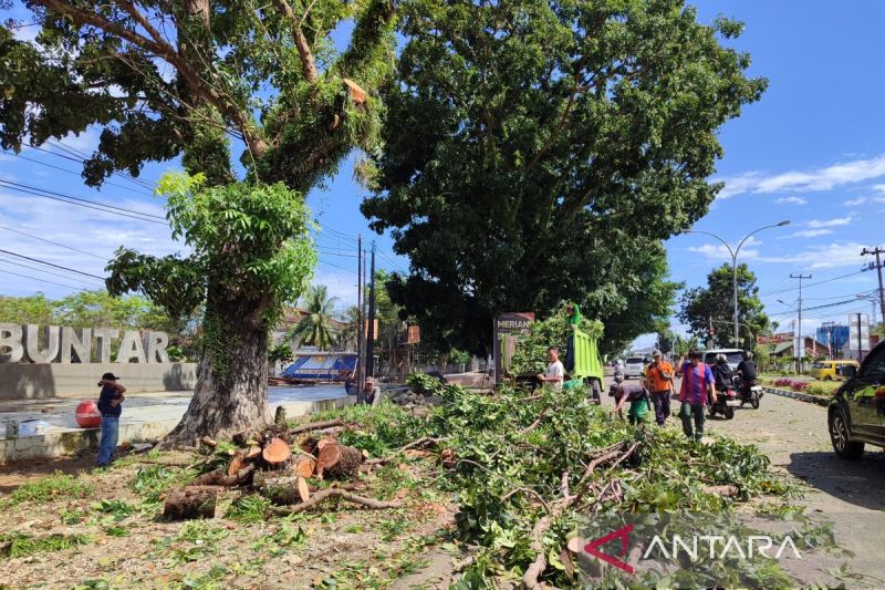 Waspadai ancaman angin kencang dan pohon tumbang di Bengkulu