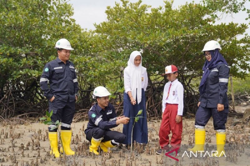 PT Timah Tbk menggencarkan penanaman mangrove di wilayah operasional perusahaan (ANTARA/HO-Humas PT Timah Tbk)