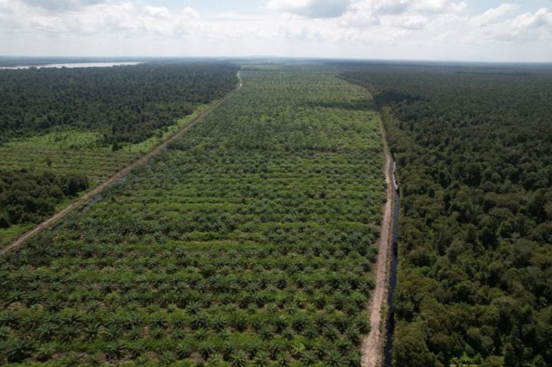 Pembasahan Lahan Gambut Turunkan Emisi Gas Karbon Signifikan